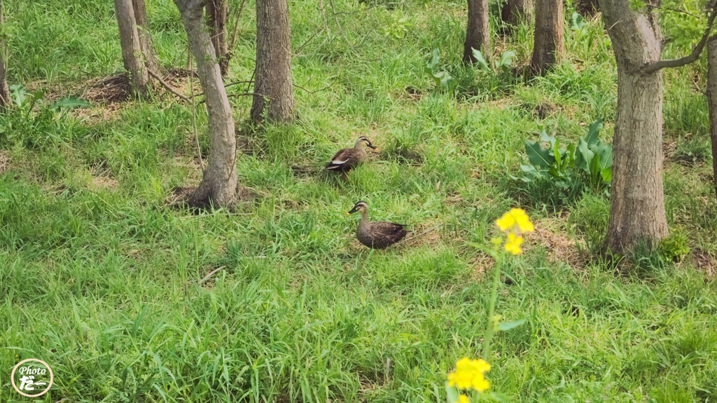 カルガモの夫婦