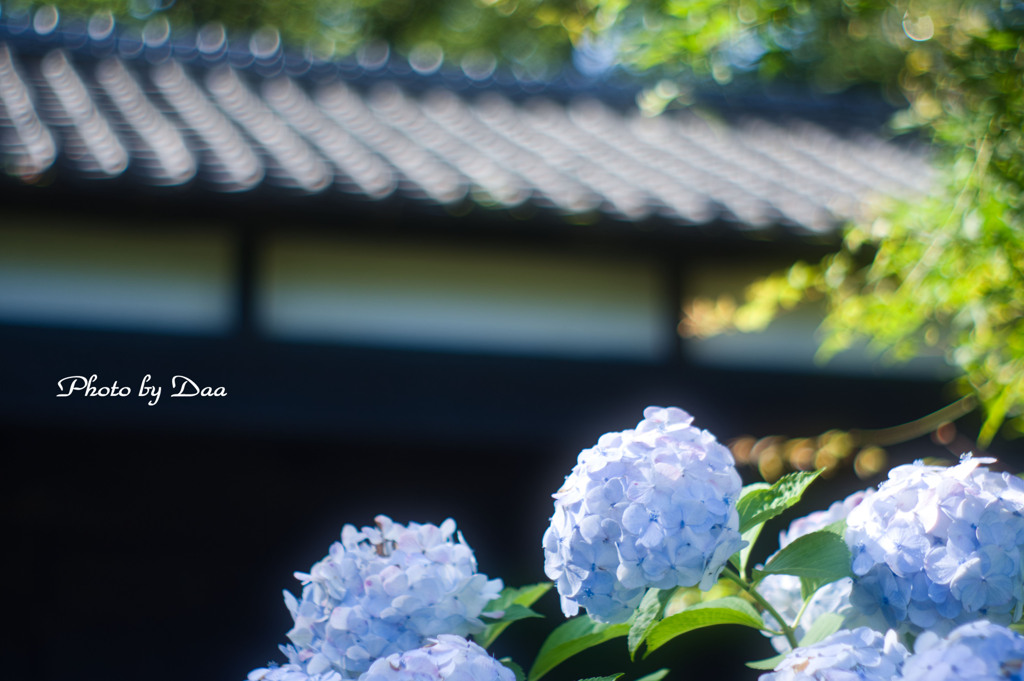 甍の波と紫陽花と