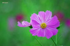 八重咲きっぽい秋桜