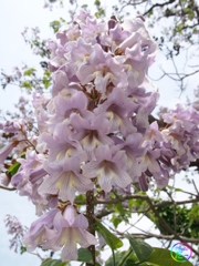 鳳凰の止まる木の花