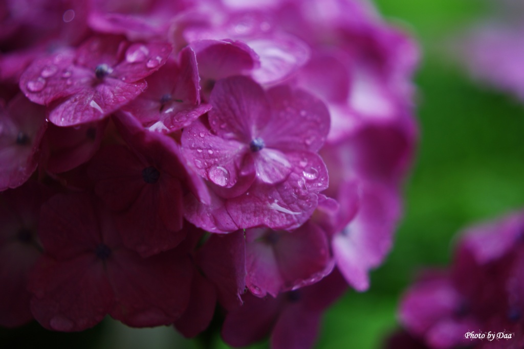 雨の日紫陽花（その５）