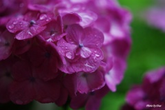 雨の日紫陽花（その５）
