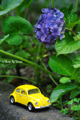 ビートル（初代）と紫陽花
