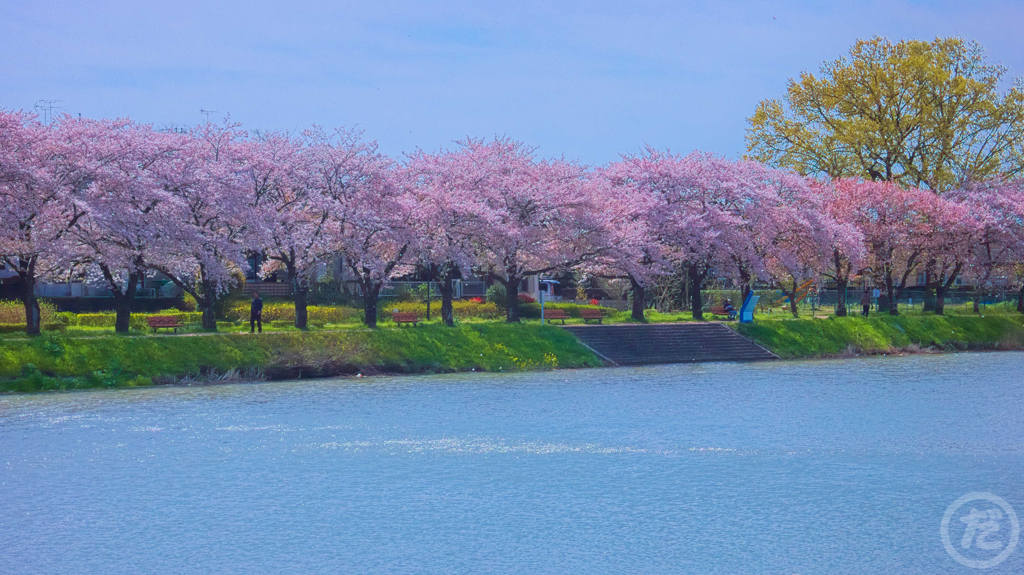 桜並木