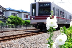 芙蓉と伊勢崎線