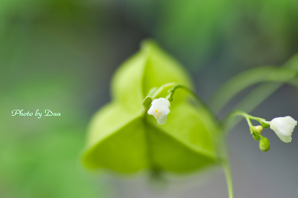 花と実