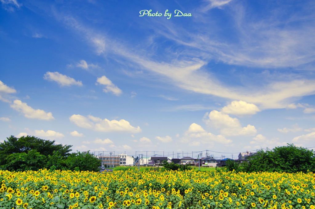 真夏の空