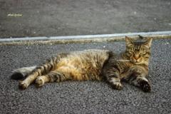 なんか用かにゃ? なんか用かにゃ?