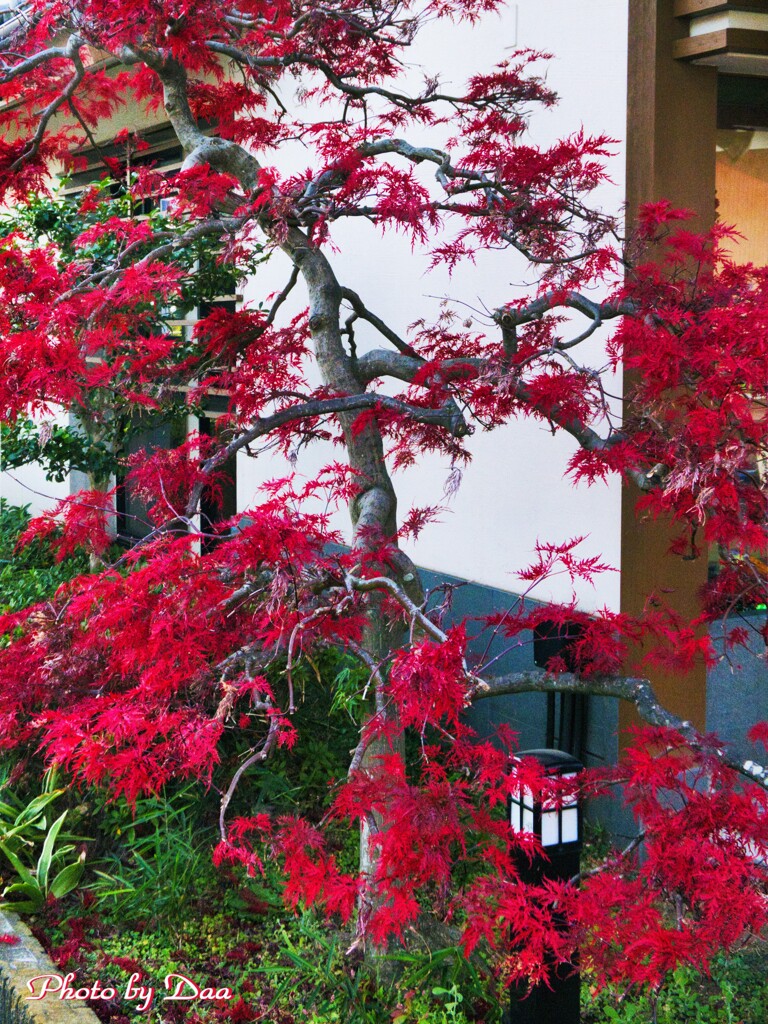 白壁と紅葉