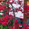 白壁と紅葉