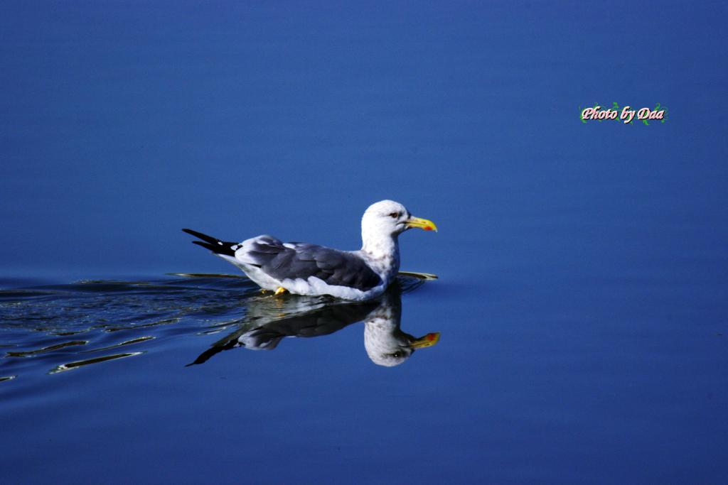 カモメの水兵さん