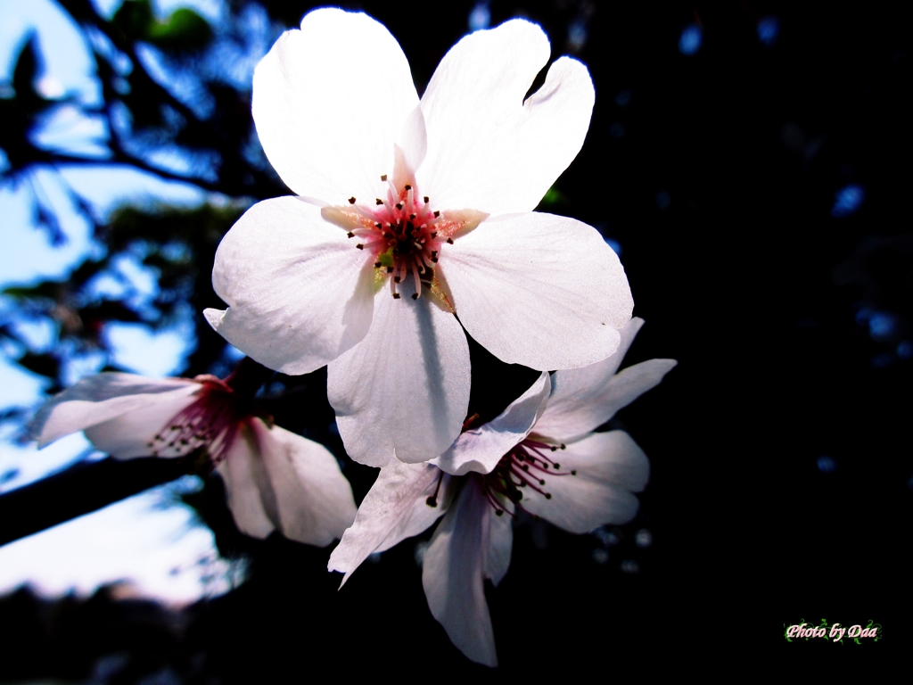 妖桜
