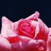 薔薇　Ⅱ