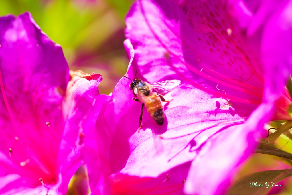 躑躅の上の蜜蜂