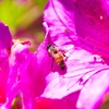 躑躅の上の蜜蜂