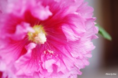 誘惑のPINK