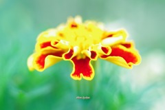 マリーゴールド