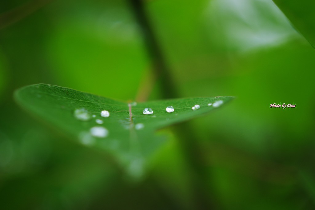 並んで雫