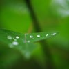並んで雫