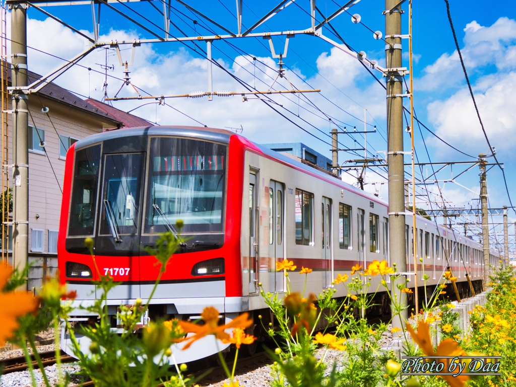 東武70000系とキバナコスモス