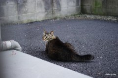 なにか? なにか?