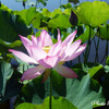 LUMIX試し撮り