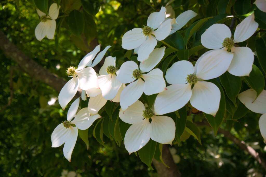 6月に咲く