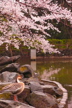 桜と雁 桜と雁