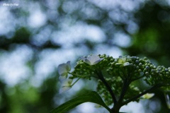 雨、まだかしら？