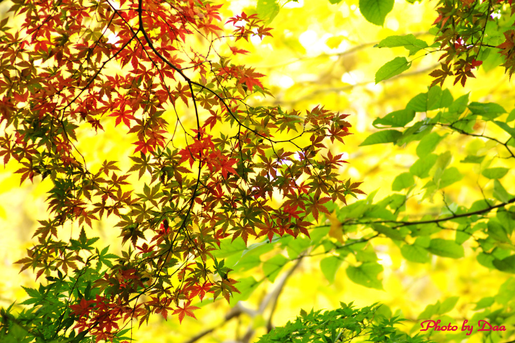 木の葉模様