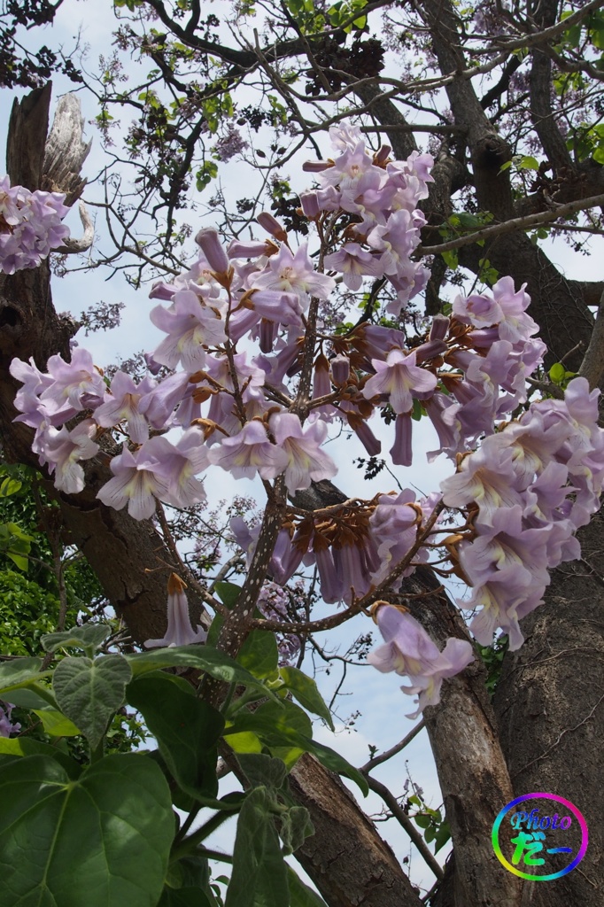 鳳凰の止まる木の花（その２）