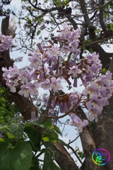鳳凰の止まる木の花（その２）