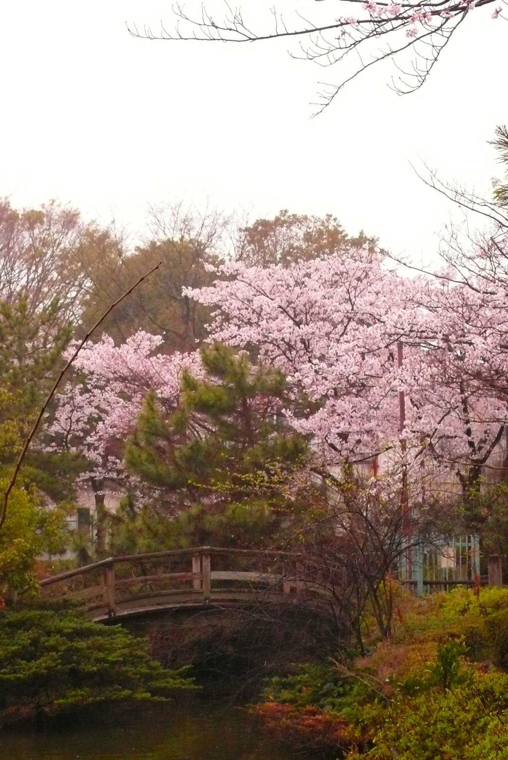 桜と橋