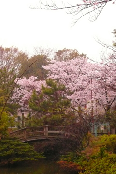 桜と橋