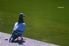 水辺の飼い鳩