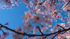 朝の桜
