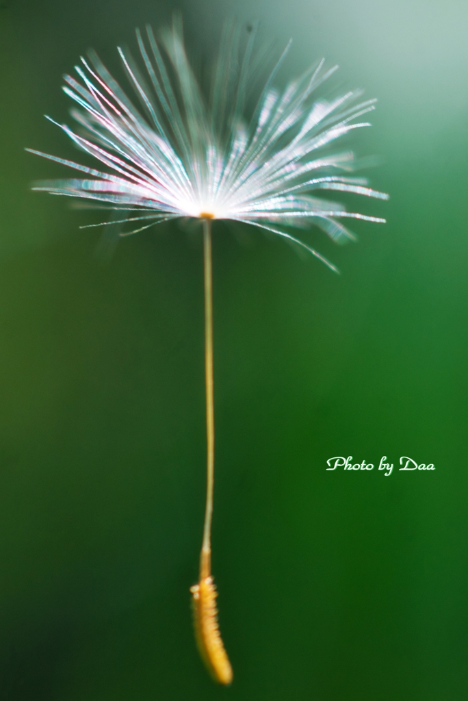 黄色の花の元