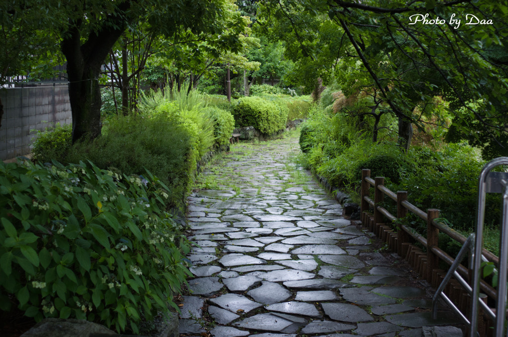 雨上がり公園の石畳　行き