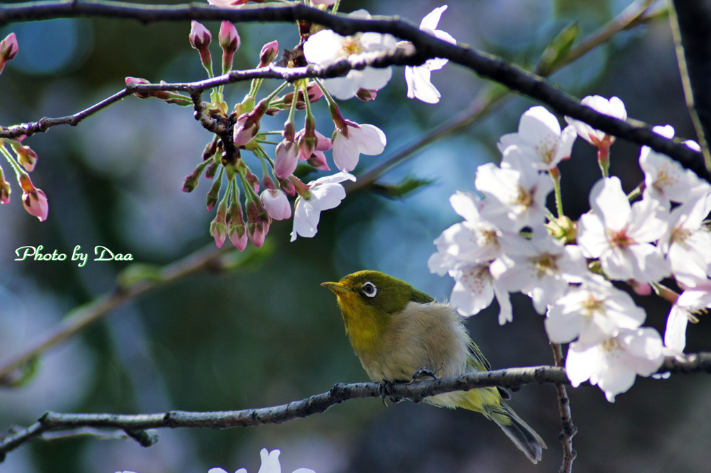 桜じろー Ⅰ