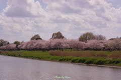 水辺の桜と雲と
