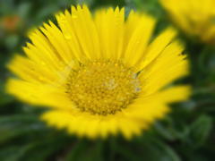 flower11