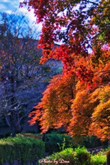 紅葉の散歩道