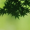 ７月１４日のもみじ（その２）