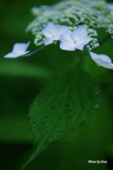 花と葉（その２）