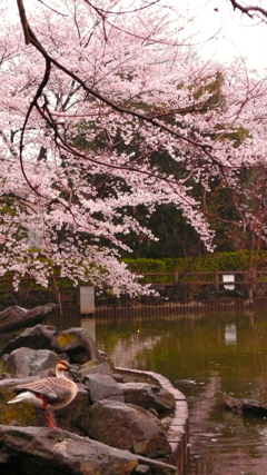 桜と雁その2 桜と雁その2