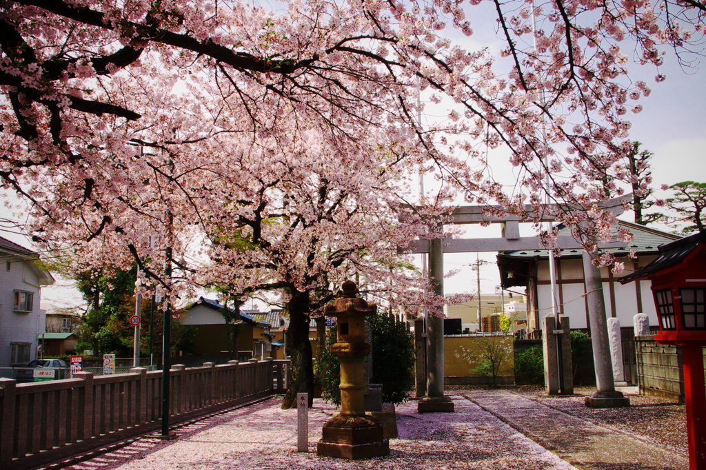 神社と桜振り返る