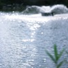 噴水とキラキラ