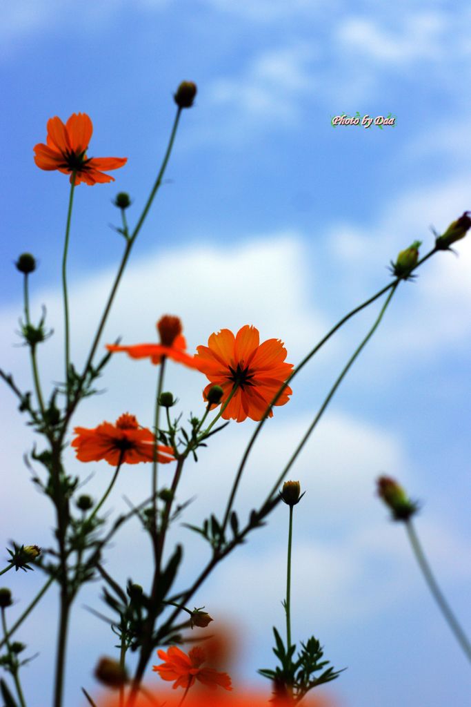 久しぶりの青空とキバナコスモス（その１）