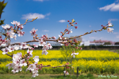 桜の向こうには