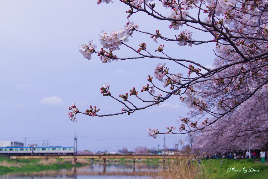 桜並木と電車